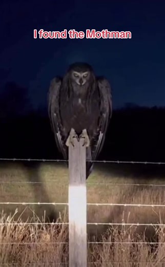 Discovering the Mothman: Mystery and Mythology