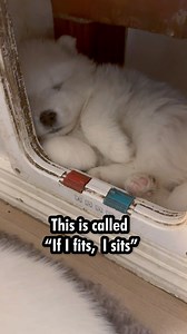 258K views · 10K reactions | One of the funniest things when having our puppies was their insistence in sleeping IN the wall where our puppy door was. Yes they had comfortable bedding but there was ALWAYS a puppy or 2 in the hole  | Poppet and the Wolf Pack | Facebook