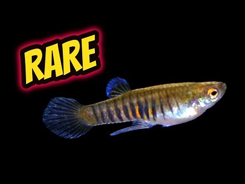 YOU HAVEN’T SEEN THESE! Rare Livebearer Fish Room Tour