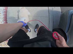 Maltipoo Puppy LEASH TRAINING