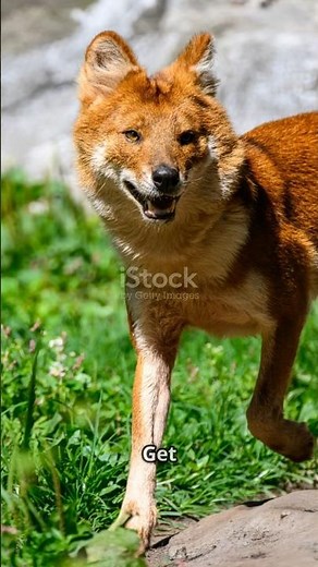 Dhole 🐺🌿