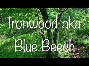 ID of Hornbeam, Ironwood, Musclewood, Blue Beech
