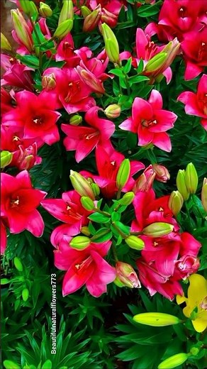 Elegant Lily Flowers 🌿 Peaceful Nature Moments