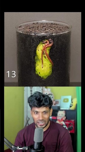 How to Grow a Mango Tree from Seed 🥭