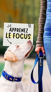 Un exercice facile, à réaliser dès maintenant pour apprendre le focus à votre chien ! 💪 Et pour aller encore plus loin : ➡️ Découvrez l'exercice complet avec encore PLUS d'étapes et d'explications sur la chaîne YouTube Esprit Dog : "EXERCICE pour chien : FACILE et RAPIDE !" https://www.youtube.com/watch?v=HlG6km_9vOU&t=26s #dog #chien #fyp #educationcanine | Esprit Dog - Tony Silvestre