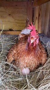 94K views · 3.9K reactions | When you open the door and your hen has opinions. . (aka: The great nesting box escape!) #chicken #chickenlover #newreel #newvideo #adorable #animallover #reelsfb #fbreelsvideo #followersreels #fypシ #barredrock #funnyvideos #cute | My lovely Animals | Facebook
