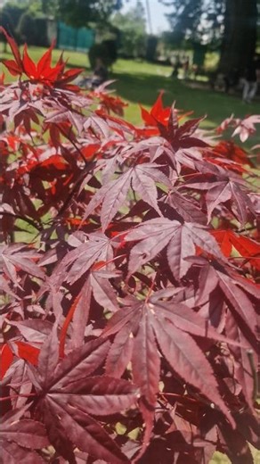 Key identifiers also include U-shaped leaf sinuses, smooth young bark beautiful red maple leaves