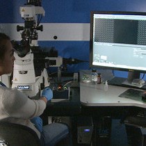 Whole-Mount Immunostaining Technique for Adip - JoVE Journal