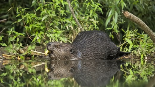 This beaver’s bite killed a photographer - and nobody could stop it
