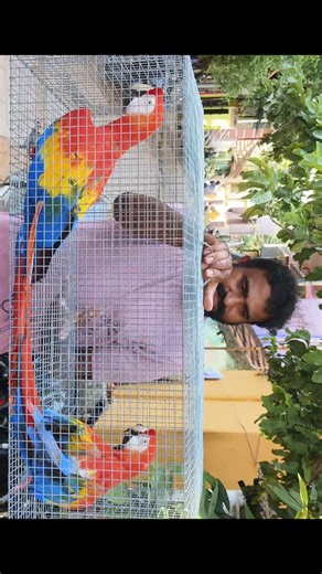 Beautiful Scarlet Macaw Pair 🥰 | marineworldandexoticbirds