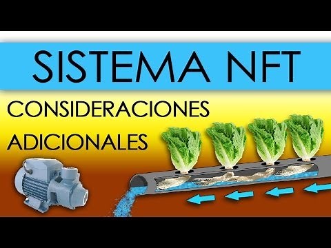 HYDROPONICS - NFT SYSTEM IN LETTUCE (Nutrient Film Technique)