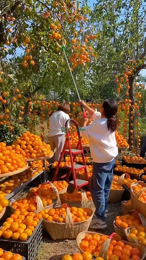 Beautiful to look at, delicious to enjoy, and rich in feng shui meaning for attracting wealth — the persimmon tree is so popular it’s selling out fast! | Dodo Garden