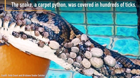 Rescued python covered in hundreds of ticks