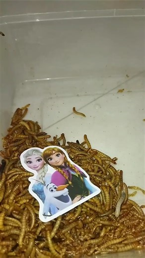 Sad Princess Elsa and Anna #caterpillar #zombie #snowwhite #princess #shortvideo