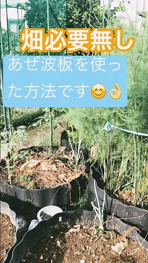 あぜ波板を使って家庭菜園してみたら最高だった#あぜ波板#家庭菜園#組み立て#簡単#安い#収穫#60代 #shortsfeed #shorts