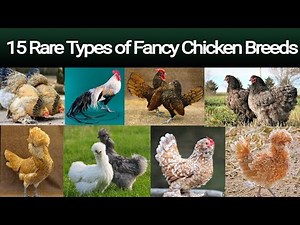15 Most Beautiful Fancy Chicken Breeds | Most beautiful hens in the world