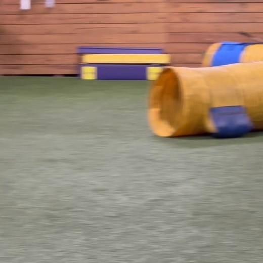 Jinn is doing great with his agility training. Jinn is from our April 2022 litter | Piccolo's Poodles