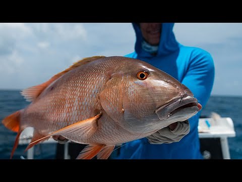 All about MUTTON SNAPPER and how to catch them - Two Conchs Online TV/EP 48
