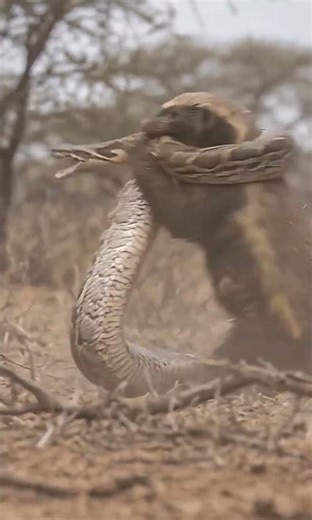 Honeybadger vs Anacoda