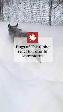 Dogs of The Globe react to Toronto snowstorm