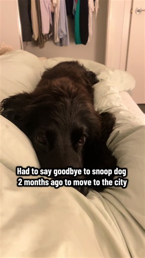 Waiting for My Cocker Spaniel's Return