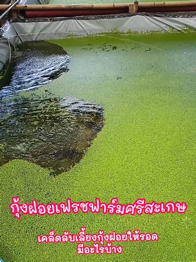 เลี้ยงกุ้งฝอยให้รอดได้ง่ายๆ ด้วยการดูแลระบบน้ำให้ดี–อาหารเพียงพอ–สร้างที่หลบซ่อน–ไม่เลี้ยงแน่นเกินไป ทำให้กุ้งฝอยมีอัตรารอดสูงถึง 80% #กุ้งฝอยเฟรชฟาร์มศรีสะเกษ #กุ้งฝอย #ฟาร์มกุ้งฝอยศรีสะเกษ #ฟีดดดシ #เกษตรผสมผสาน