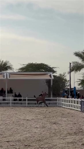 Why Mustangs Are the Most Gorgeous Cars