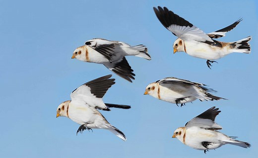 Snow Bunting