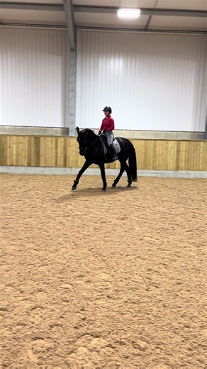 Equine Retraining: A Day in Dressage Schooling