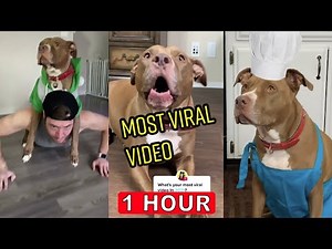 The Most Viewed Robby and Penny TikTok Videos 2022 | 1 HOUR Robby and Penny TikToks Compilation