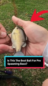 Best Bait for Pre Spawning Bass Revealed
