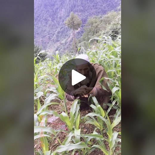 Exploring Traditional Farming in a Mountainous Cornfield