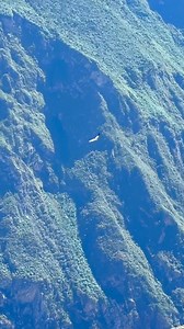 El Cóndor Pasa en el cañón del Apurímac… Fue uno de los premios del día que fuimos a CHOQUE’QUIRAO; el cóndor salido de las entrañas del cañón hasta volar a la altura del nevado Padreyoc #peru #Apurimac #cusco #Choquequirao #trekking #CaminoInca #adventure #incatrail #CañonDelApurimac #nature #landscape #ABANCAY #condorandino #nationalgeografic #fypシviralシ2024 | El Errante