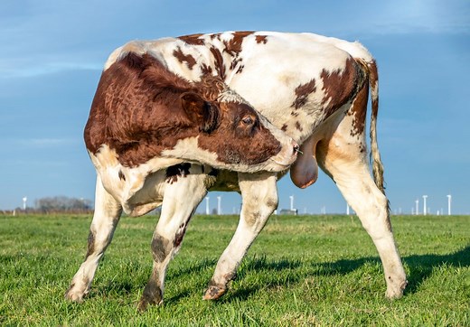 10 weird livestock diseases, syndromes, and what to look for | AGDAILY