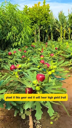 1.5K views · 24 reactions | Hardy Dwarf Fig Tree – Sweet, Delicious, and Productive | SRK | Facebook