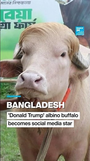 Bangladesh: "Donald Trump" albino buffalo becomes social media star • FRANCE 24 English