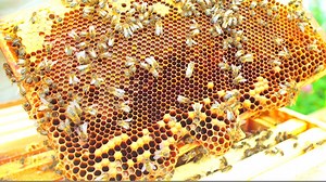 Cliff at Lyons on Reels