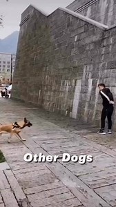 1.9K views · 5.7K reactions | Other dogs vs my dog part 4  #americanbully #bullybreeds #dogfriendly #funnydog #dogparents #dogcontent #doglovers #funnydogs #dogowner #dogs #doghumor | Hippo American bully | Facebook