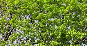 a flowering chestnut tree in the spring season, a spring park with chestnuts with flowers and with the first green foliage in sunny weather