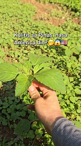 6.9K views · 88 reactions | Tinatawag din itong Amaranth o di kaya ay Chinese Spinach ☺️❤️ | Karen Armada Sumner | Facebook