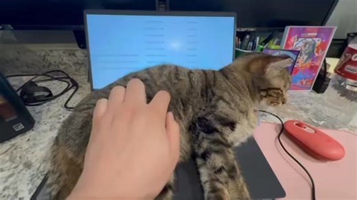 15K views · 1K reactions | Sheriff Truman and Special agent Dale busy at work | Lone Star Dog Ranch & Dog Ranch Rescue | Facebook