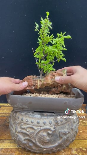 Bonsai Trees for Beginners: Essential Care Tips and Mini Ideas