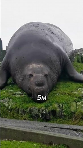 ЖДУН из МЕМА В Реальности НЕ Так ТЕРПЕЛИВ #shorts