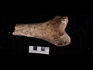 7th century saint's bones identified