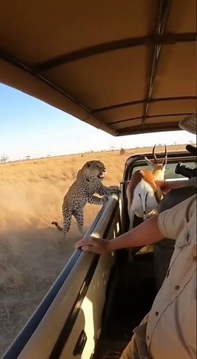 Lightning-Fast Leopard Hunts Antelope in Wild