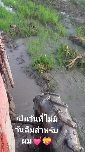 Pigeon Rescued from Muddy Landscape