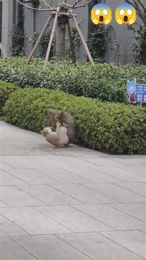 Crazy Cat Fight Caught on Camera 😱 Funniest Angry Cats Fighting Ever 😂