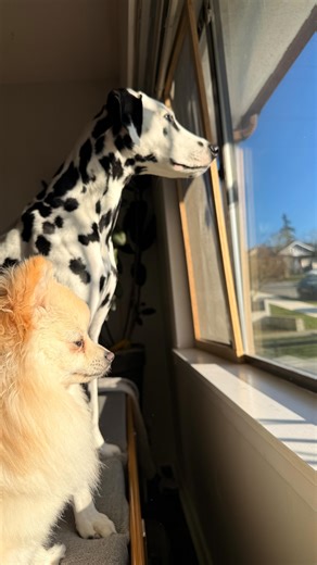 Rupert & Ronnie on Instagram: "We had a little houseguest for a week! ☁️ Juniper (my Mom’s puppy) came to stay with us and had a very adventurous time! Juniper joined us at agility class (and a trial), came for farm visits at @playmesomebanjomusic house, and spent HOURS playing… especially with Ronnie. Ron LOVES this little spicy cotton ball 😂"