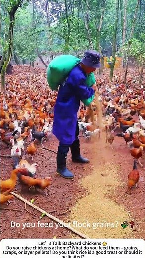 Feeding Free-Range Chickens with Rice Grains – Simple & Natural 🐔🌾