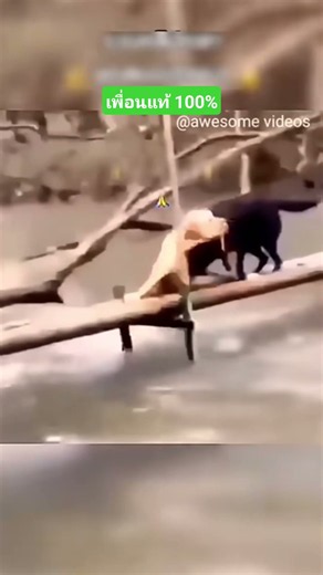 เพื่อนแท้ 100% #funny #reels #awesomevideos #คลิปตลก